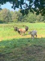 Wasserbüffel zu verkaufen (Weiß, Schwarz, Bulle, Kuh) Niedersachsen - Schönewörde Vorschau