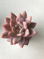 Sukkulente Echeveria Pink Ariel Nordrhein-Westfalen - Burscheid Vorschau