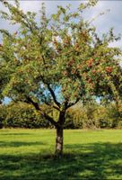 Wiesen oder Gartengrundstück gesucht zum Obstbaum Anbau Rheinland-Pfalz - Wittgert Vorschau