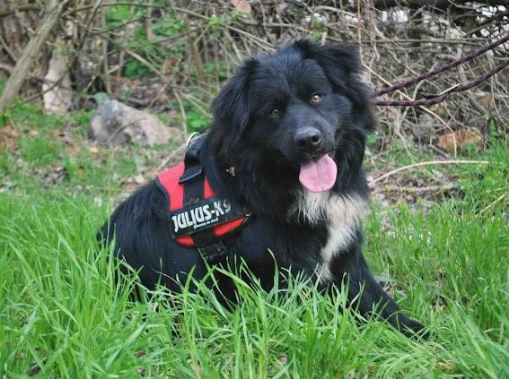 Bruno Border Collie Rüde in Burgsinn