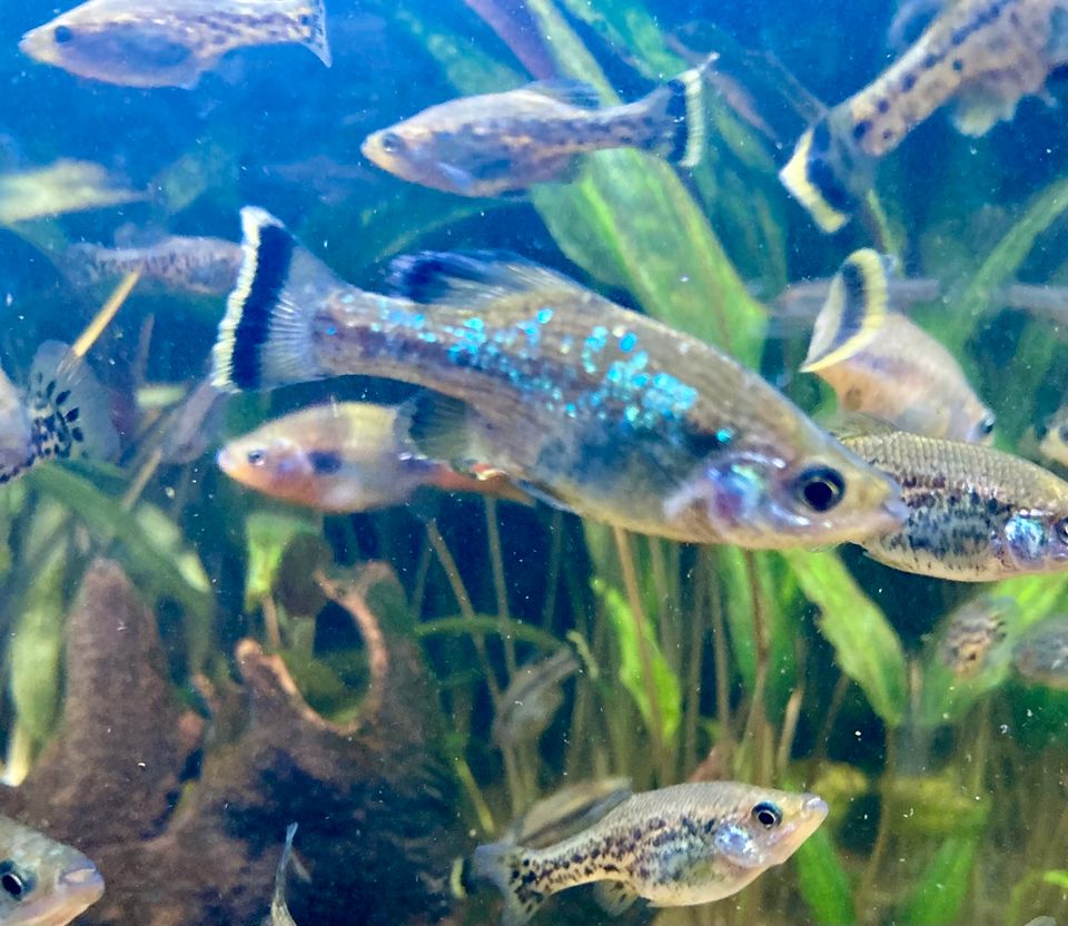 Flitterkärpflinge Ameca splendens Hochlandkärpflinge in Braunschweig