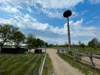 Offenstall Platz FREI 21493 Pony oder Pferd /Stute oder Wallach Herzogtum Lauenburg - Schwarzenbek Vorschau