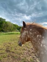 Appaloosa-Mix Wallach Rheinland-Pfalz - Rivenich Vorschau