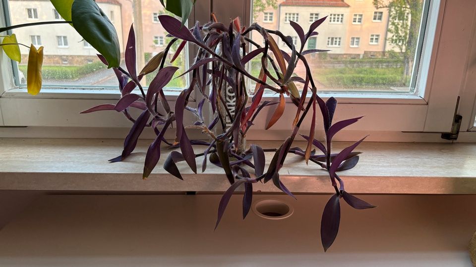 Mexikanische Dreimasterblume Ableger Lila Violett Pflanze in Dresden