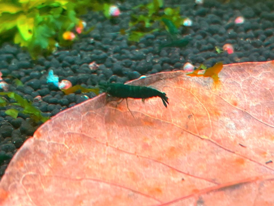 10 Stk. Green Jade Dark Neocaridina Zwerggarnele Top Qualität in Essen