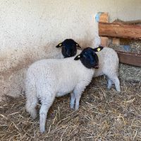 Verkaufe 3 weibliche Rhönschafe Lämmer Schafe Sachsen - Oderwitz Vorschau