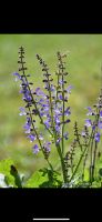 20 Samen Wiesensalbei, Schmetterlinge Natur Garten Saatgut Bayern - Baldham Vorschau