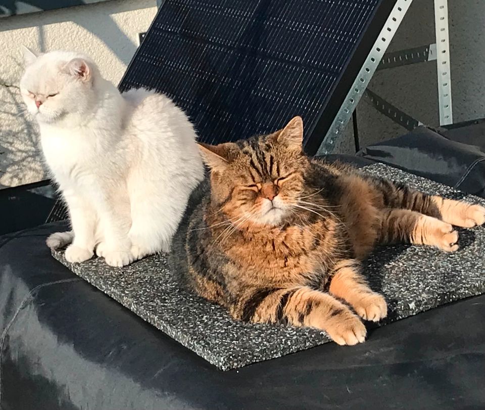 Wir bieten einen Platz für einen Kater in Frankfurt am Main