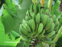 Bananenpflanze, Banane, Musa basjoo, Musa sikkimensis Frosthart Nordrhein-Westfalen - Haan Vorschau