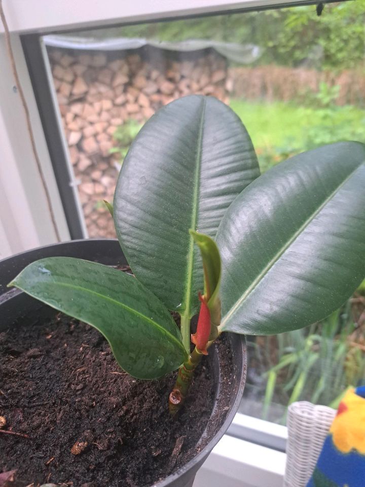 Ficus Elastica Gummibaum in Schriesheim