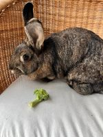 Kaninchen weiblich 5 Jahre Rheinland-Pfalz - Koblenz Vorschau