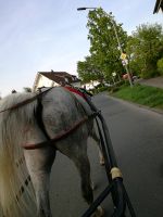 Kutsche fahren lernen Mitfahren Ausfahrt Fahrstunden Dortmund - Berghofen Vorschau
