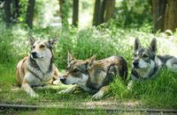 2x Jochen Schweizer Gutschein für eine Wolfshund Tour in Büren Nordrhein-Westfalen - Gütersloh Vorschau