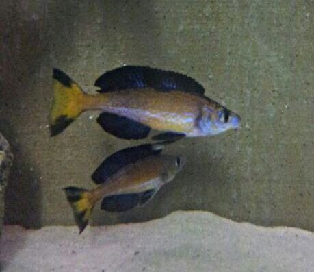 Cyprichromis microlepidotus Kasai in Neckargemünd