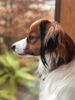 Gesucht: Hundebetreuung Hundepension klein Rheinland-Pfalz - Bodenheim Vorschau