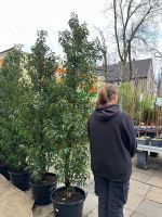 Kirschlorbeer | Prunus | ca. 250cm | 98€ Essen - Frillendorf Vorschau