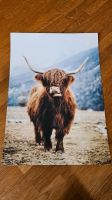 Poster A4 Schottland Highland Cow München - Ramersdorf-Perlach Vorschau