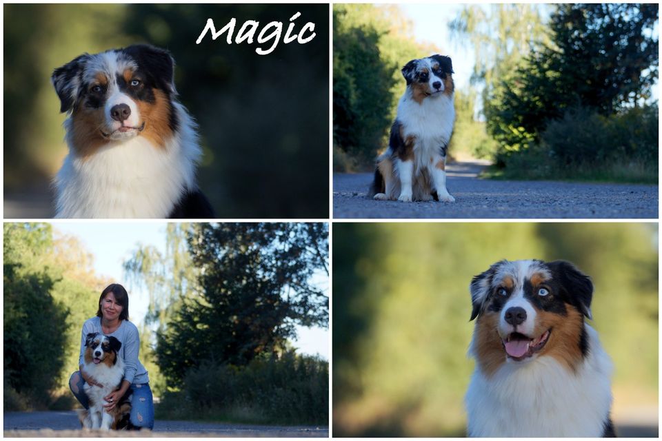 Mini Aussie, Mini Shepherd, Aussie in Welfesholz