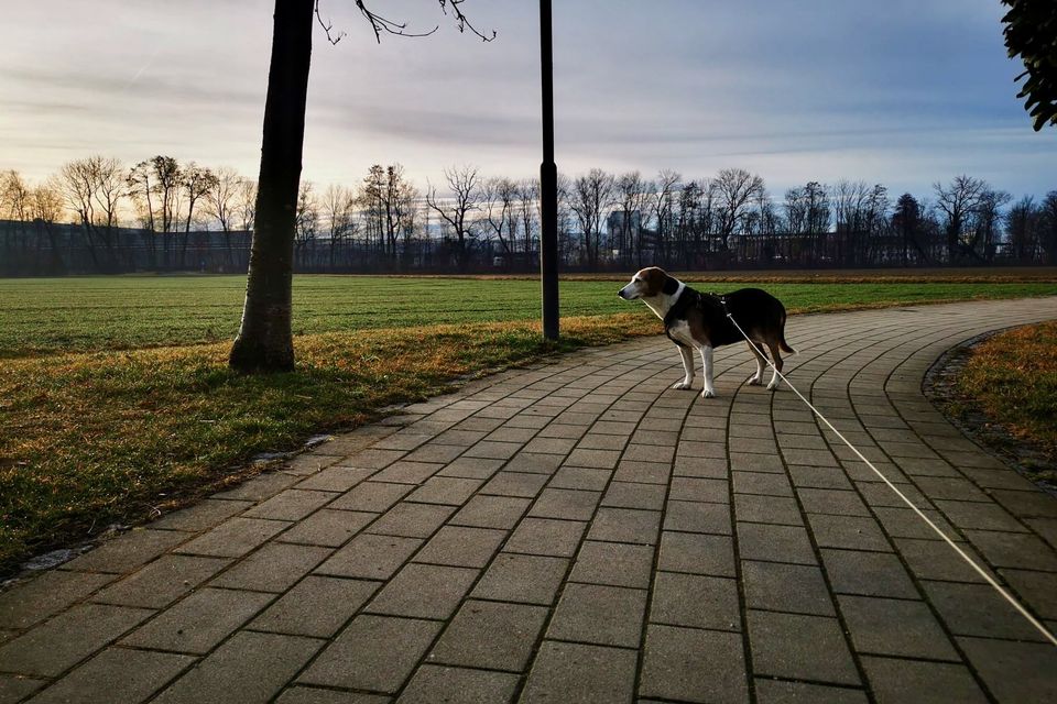 Sophie (ca. 11 Jahre) – Seniorin wagt einen zweiten Anlauf in Wiesbaden