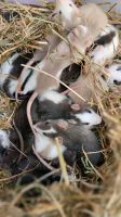 Junge Ratten Sonnenstein (Eichsfeld) - Zwinge Vorschau