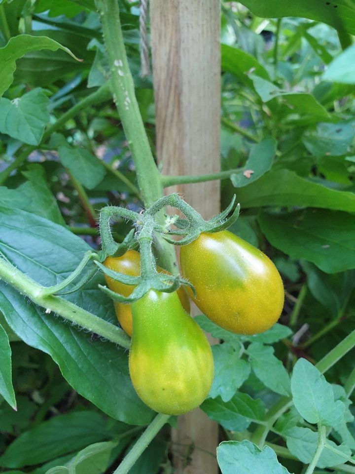 Tomatensamen 100 Sorten, Eigene Ernte, aus dem eigenen Garten in Leipzig