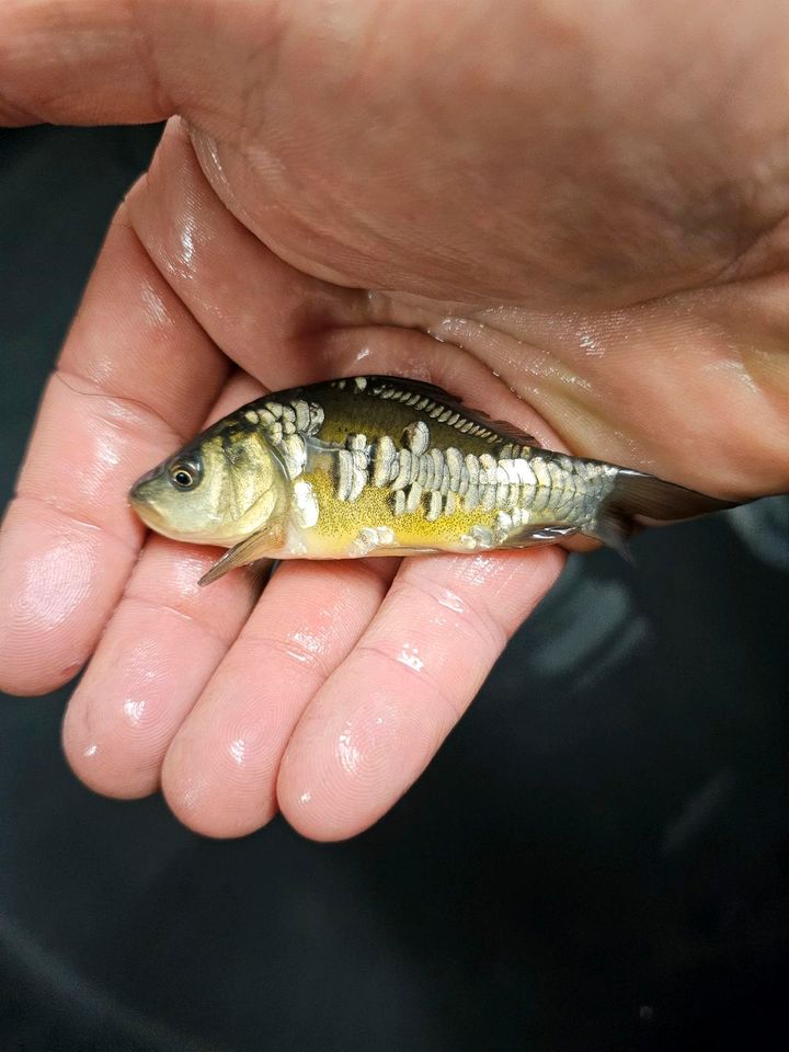 Japan KOI Nachwuchs Aufzucht Karpfen Beautys Showa Shusui Chagoi in Rodenbach b. Altenkirchen, Westerwald