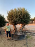 Olea Europaea hojiblanca (Olivenbaum) Einzelstück Bonsai Doppelt Nordrhein-Westfalen - Recklinghausen Vorschau