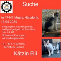 Vermisste Katze in Moers Hülsdonk Duisburg - Rumeln-Kaldenhausen Vorschau