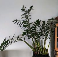 Zimmerpflanze Glücksfeder Innenstadt - Poll Vorschau