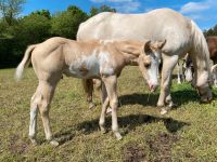 Paint Horse Hengstfohlen Niedersachsen - Oberlangen Vorschau