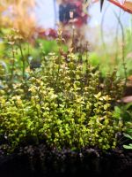 Rotala macrandra "Pearl" Sachsen-Anhalt - Bitterfeld Vorschau