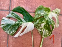 Monstera variegata Ableger Niedersachsen - Haren (Ems) Vorschau