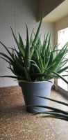 XXL Wunderschöne Aloe Vera 65cm inkl. Topf Köln - Köln Merheim Vorschau