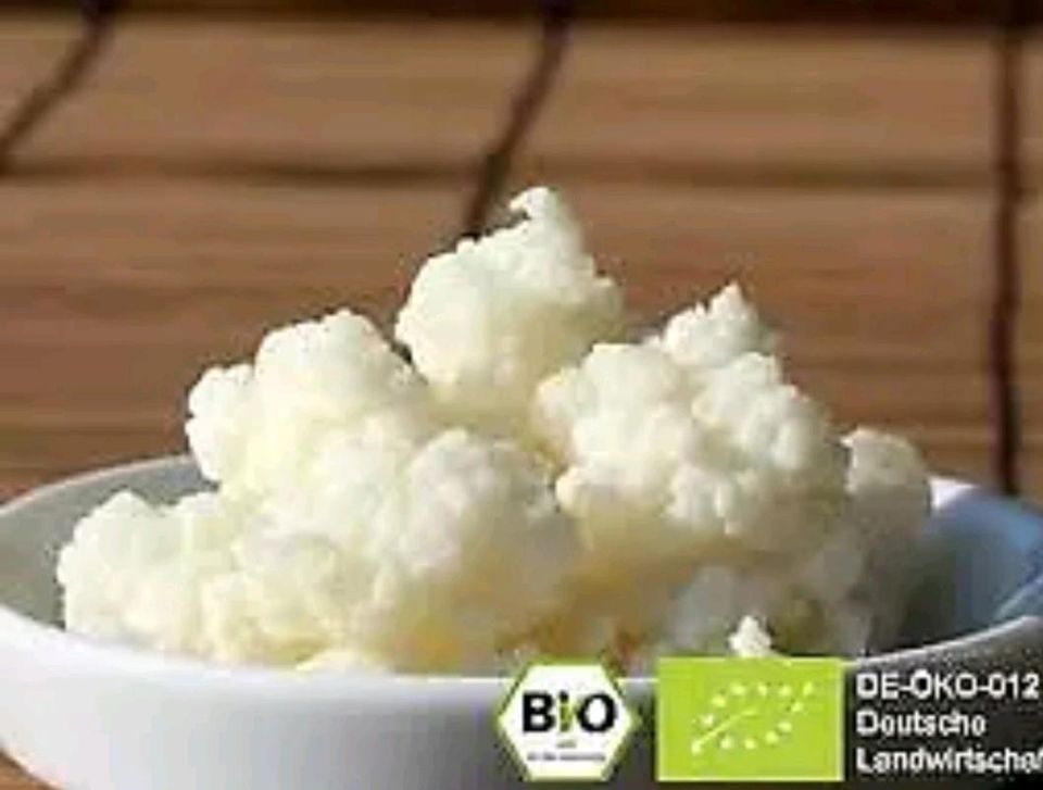 Milchkefir, Kaukasischer Kefirknollen mit Bio Milch (15 gr) in Immenstadt