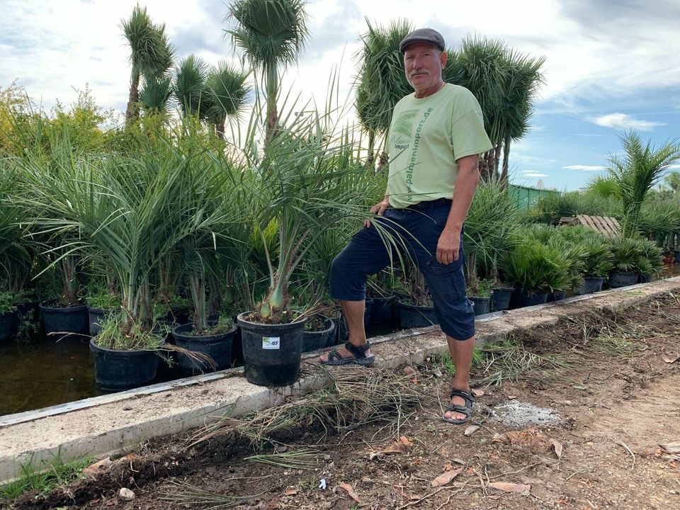 Butia Capitata Geleepalme Stamm ab ca. 30/40 cm GH ca 200cm in Recklinghausen