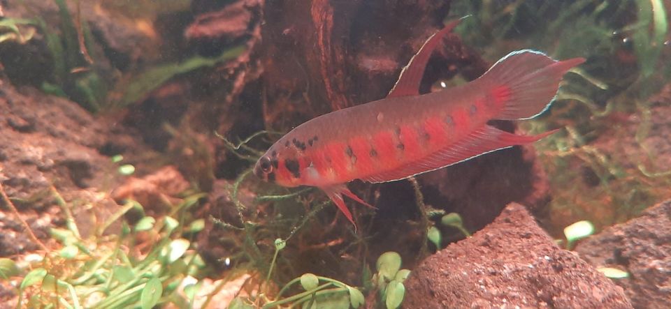 Kampffisch Betta Rubra seltener friedlicher roter Kampffisch in Weingarten (Baden)