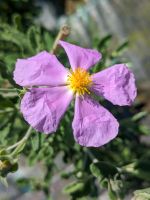 Weißliche Zistrose, Cistus albidus Nordrhein-Westfalen - Ennigerloh Vorschau