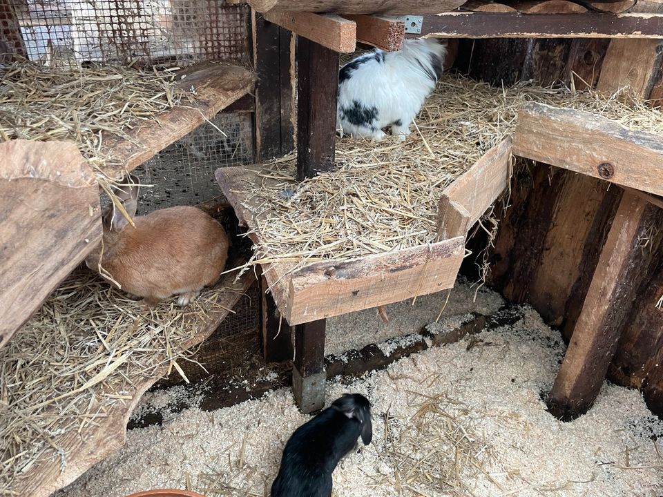 Vermittlung von Kaninchen,Katzen,Meerschweinchen,Schafe in Greußen