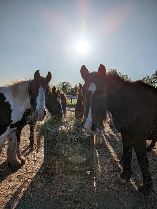 Reitunterricht für Kinder und Erwachsene in Gräfenhainichen