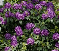 Rhododendron (Alpenrosen) Hessen - Flieden Vorschau