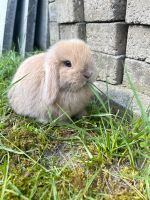 Minilop Zwergwidder Mini Lop Kaninchen geimpft Niedersachsen - Cloppenburg Vorschau
