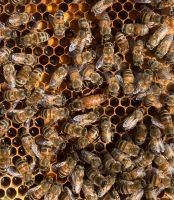 Bienenvolk Buckfast Ableger 2024 auf Dadant // BIO Richtlinien Kr. München - Kirchheim bei München Vorschau
