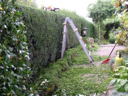 Pflasterarbeiten Gartenpflege Heckenschnitt Vertikutieren in Berlin