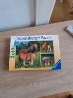Pferde, Puzzle Schleswig-Holstein - Bargteheide Vorschau