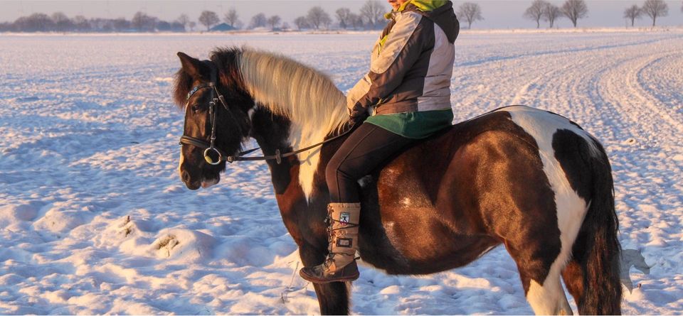 Wir suchen eine zuverlässige Reitbeteiligung für Sportpony in Hohenlockstedt