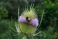 Wilde Karde aus Biogarten abzugeben - Bienenweide, Hummeln Kiel - Kronshagen Vorschau