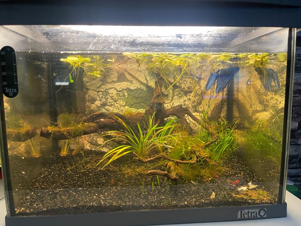 Kampffisch Aquarium 30l in Neuhof