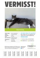 Katze „Hermine“ vermisst in Bremen-Mahndorf Findorff - Findorff-Bürgerweide Vorschau