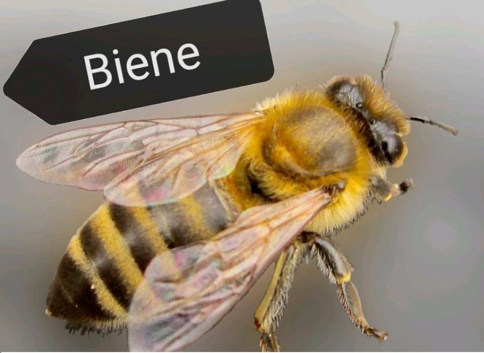 Bienen, Bienenschwarm in Lauenbrück