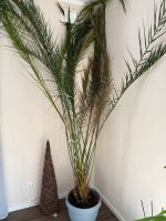 Große Palme, Zimmerpflanze, Höhe ca. 3 Meter Kreis Ostholstein - Timmendorfer Strand  Vorschau